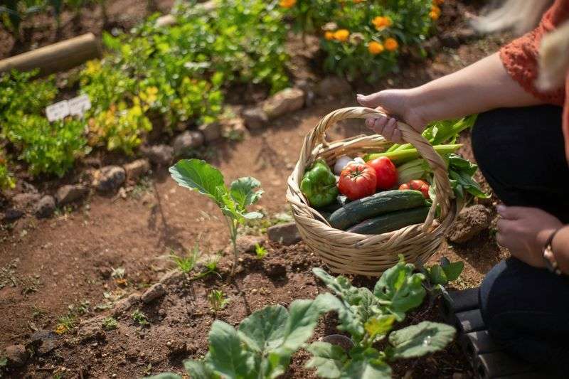 אישה קוטפת לסל ירקות מהגינה