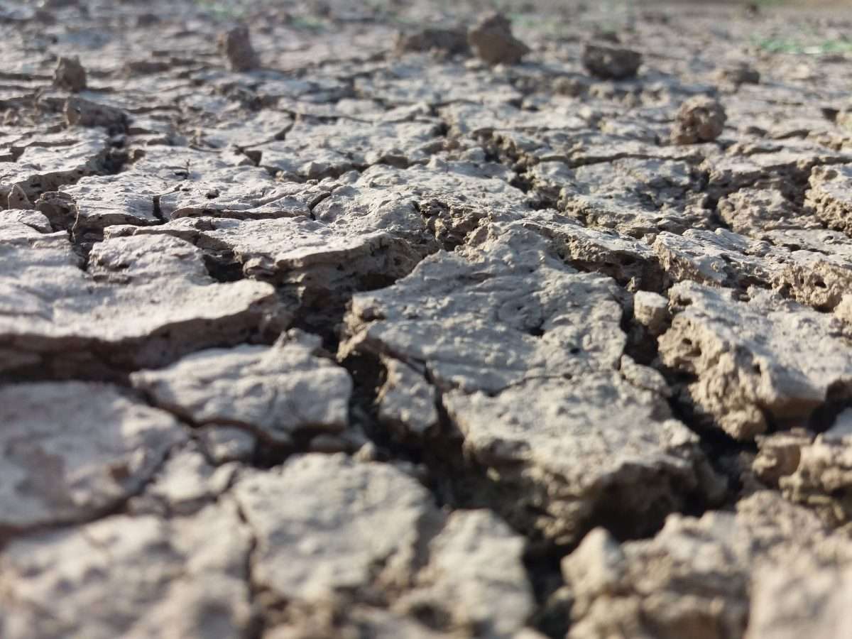 שיקום אדמה עייפה בגינה – החזרת החיים לקרקע